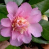 Winter's Interlude Cold Hardy Pink Camellia - 3 Gallon Pot 2 Winter's Interlude Cold Hardy Pink Camellia - 3 Gallon Pot -Plant Discount Store Camellia Winters Interlude 1