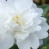 Winter's Waterlily Cold Hardy Camellia - 3 Gallon Pot -Plant Discount Store Camellia Winters Waterlily 1