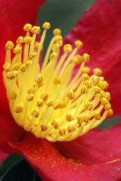 Yuletide Camellia Sasanqua - 3 Gallon Pot 14 Yuletide Camellia Sasanqua - 3 Gallon Pot -Plant Discount Store Camellia Yuletide 30 1