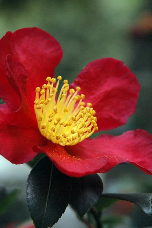 Yuletide Camellia Sasanqua - 3 Gallon Pot 3 Yuletide Camellia Sasanqua - 3 Gallon Pot