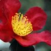 Yuletide Camellia Sasanqua - 7 Gallon Pot (3-4') 1 Yuletide Camellia Sasanqua - 7 Gallon Pot (3-4') -Plant Discount Store Camellia Yuletide 31