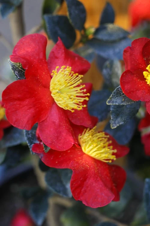 Yuletide Camellia Sasanqua - 3 Gallon Pot 6 Yuletide Camellia Sasanqua - 3 Gallon Pot - Image 4