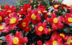 Yuletide Camellia Sasanqua - 1 Gallon Pot -Plant Discount Store Camellia Yuletide 34 2