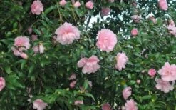 Cotton Candy Camellia Sasanqua - 6 Pack Of 1 Gallon Pots -Plant Discount Store CamelliaCottonCandy 2