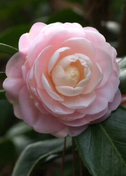 Pink Perfection Camellia Japonica - 2.5 Quart Pot 13 Pink Perfection Camellia Japonica - 2.5 Quart Pot -Plant Discount Store Camillia Pink Perfection