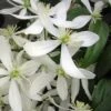 Snowdrift Evergreen Clematis Armandii - 1 Gallon Pot 1 Snowdrift Evergreen Clematis Armandii - 1 Gallon Pot -Plant Discount Store Clematis Armandii Snowdrift 500x750 1