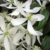 Snowdrift Evergreen Clematis Armandii - 1 Gallon Pot