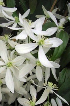 Snowdrift Evergreen Clematis Armandii - 2 Gallon Pot