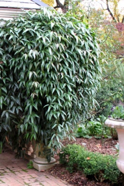 Snowdrift Evergreen Clematis Armandii - 1 Gallon Pot -Plant Discount Store Clematis Armandii Snowdrift 52 1