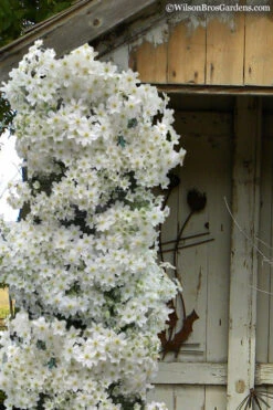 Avalanche Evergreen Clematis - 2 Gallon Pot