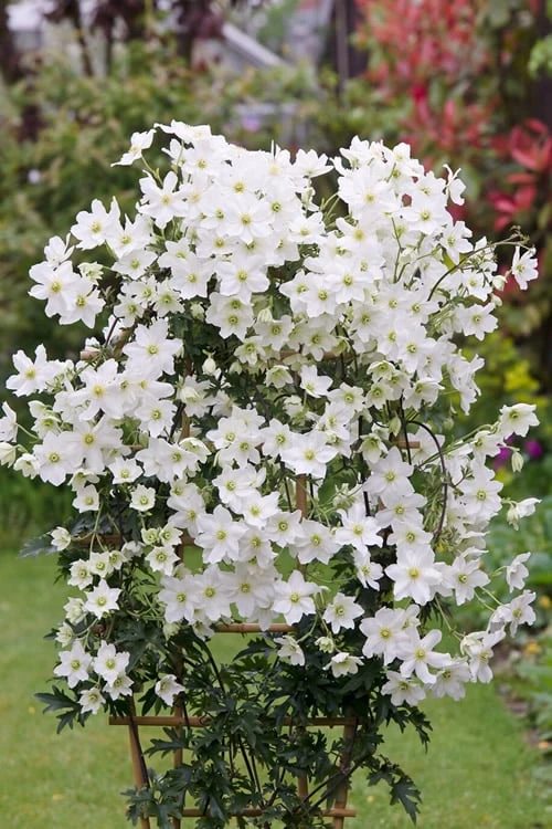 Avalanche Evergreen Clematis - 2 Gallon Pot 11 Avalanche Evergreen Clematis - 2 Gallon Pot - Image 9