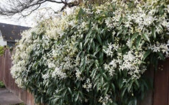 Snowdrift Evergreen Clematis Armandii - 2 Gallon Pot 17 Snowdrift Evergreen Clematis Armandii - 2 Gallon Pot -Plant Discount Store Clematis Snowdrift 22 2