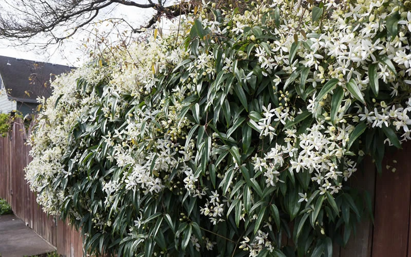 Snowdrift Evergreen Clematis Armandii - 2 Gallon Pot 10 Snowdrift Evergreen Clematis Armandii - 2 Gallon Pot - Image 8