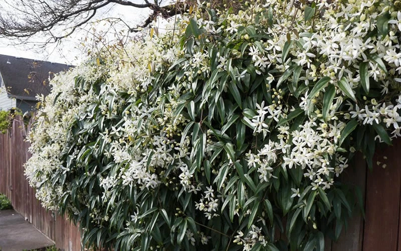 Snowdrift Evergreen Clematis Armandii - 1 Gallon Pot 10 Snowdrift Evergreen Clematis Armandii - 1 Gallon Pot - Image 8