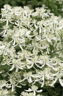 Sweet Autumn Clematis Terniflora - 3 Gallon Pot