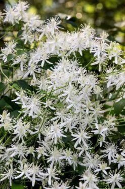 Sweet Autumn Clematis Terniflora - 3 Gallon Pot -Plant Discount Store Clematis Sweet Autumn 2 1