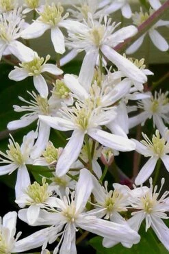 Sweet Autumn Clematis Terniflora - 3 Gallon Pot -Plant Discount Store Clematis Sweet Autumn 5 1