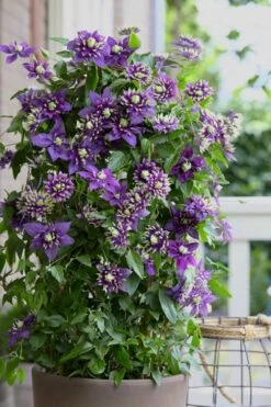 Taiga Clematis - 3 Gallon Pot 13 Taiga Clematis - 3 Gallon Pot -Plant Discount Store Clematis Taiga 10