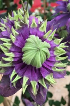 Taiga Clematis - 3 Gallon Pot 15 Taiga Clematis - 3 Gallon Pot -Plant Discount Store Clematis Taiga 2