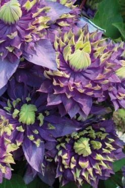 Taiga Clematis - 3 Gallon Pot 14 Taiga Clematis - 3 Gallon Pot -Plant Discount Store Clematis Taiga 3