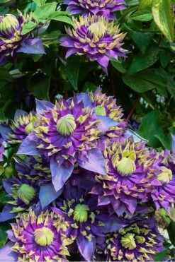 Taiga Clematis - 3 Gallon Pot 16 Taiga Clematis - 3 Gallon Pot -Plant Discount Store Clematis Taiga 4