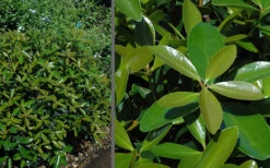 Bigfoot Cleyera Japonica - 3 Gallon Pot 10 Bigfoot Cleyera Japonica - 3 Gallon Pot -Plant Discount Store Cleyera Bigfoot