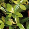 Bigfoot Cleyera Japonica - 3 Gallon Pot 1 Bigfoot Cleyera Japonica - 3 Gallon Pot -Plant Discount Store Cleyera Bigfoot 500x750 1