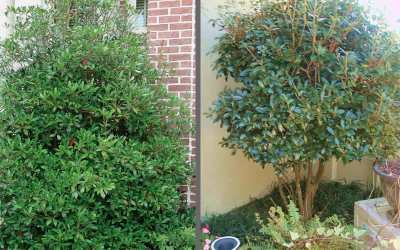 Bigfoot Cleyera Japonica - 3 Gallon Pot 7 Bigfoot Cleyera Japonica - 3 Gallon Pot - Image 5