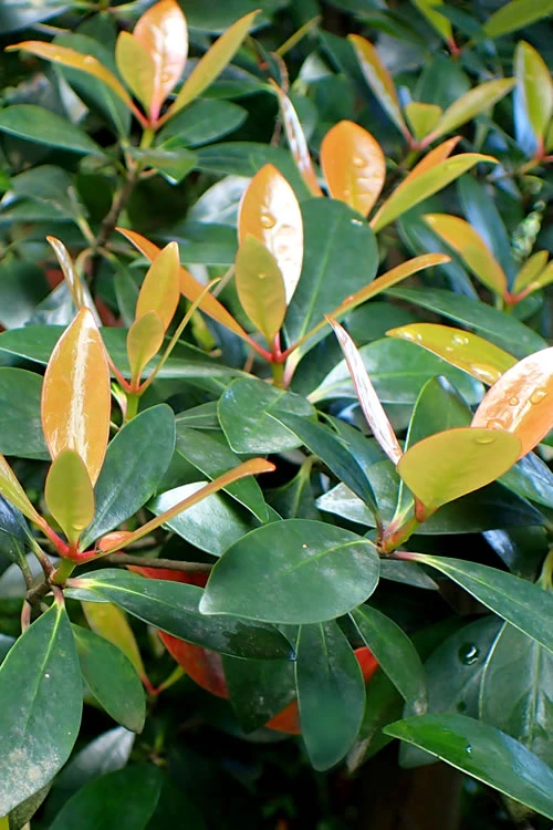 Japanese Cleyera (Ternstroemia Gymnanthera) - 3 Gallon Pot 3 Japanese Cleyera (Ternstroemia Gymnanthera) - 3 Gallon Pot