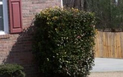 Japanese Cleyera (Ternstroemia Gymnanthera) - 3 Gallon Pot 12 Japanese Cleyera (Ternstroemia Gymnanthera) - 3 Gallon Pot -Plant Discount Store Cleyera Japonica Japanese 1