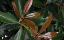 LeAnn Cleyera Japonica - 3 Gallon Pot 9 LeAnn Cleyera Japonica - 3 Gallon Pot -Plant Discount Store Cleyera LeAnn Japonica