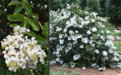 Acoma Weeping White Crape Myrtle - 1 Gallon Pot -Plant Discount Store Crape Myrtle Acoma 3