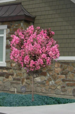 Delta Jazz Crape Myrtle - Single Trunk Topiary Tree - 5 Gallon Pot