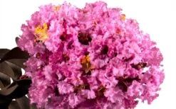 Delta Eclipse Crape Myrtle - 5 Gallon Pot 11 Delta Eclipse Crape Myrtle - 5 Gallon Pot -Plant Discount Store Crape Myrtle Delta Eclipse