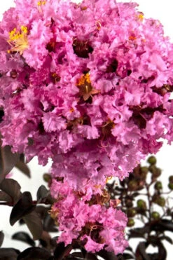 Delta Eclipse Crape Myrtle - 5 Gallon Pot 10 Delta Eclipse Crape Myrtle - 5 Gallon Pot -Plant Discount Store Crape Myrtle Delta Eclipse BS