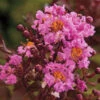 Delta Eclipse Crape Myrtle - 5 Gallon Pot 2 Delta Eclipse Crape Myrtle - 5 Gallon Pot -Plant Discount Store Crape Myrtle Delta Eclipse Rev 500x750 1