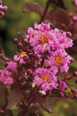 Delta Eclipse Crape Myrtle - 5 Gallon Pot