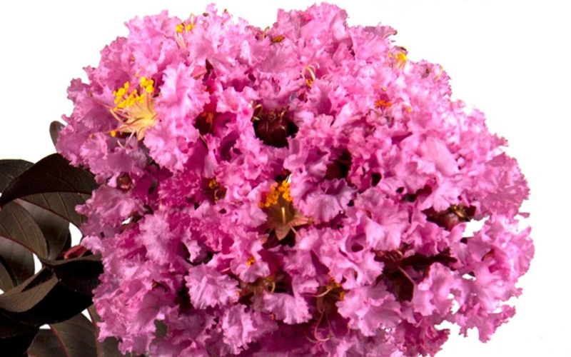 Delta Eclipse Crape Myrtle - 5 Gallon Pot 7 Delta Eclipse Crape Myrtle - 5 Gallon Pot - Image 5