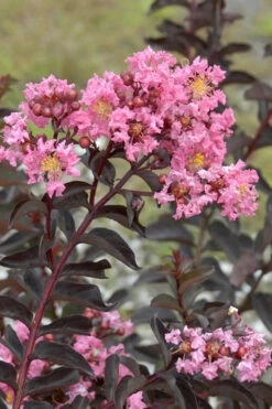Delta Jazz Crape Myrtle - 3 Gallon Pot -Plant Discount Store Crape Myrtle Delta Jazz Rev 500x750 2