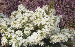 Diamond Dazzle Dwarf Crape Myrtle - 2 Gallon Pot -Plant Discount Store Crape Myrtle Diamond Dazzle 1