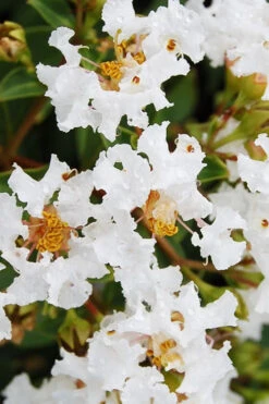 Diamond Dazzle Dwarf Crape Myrtle - 2 Gallon Pot -Plant Discount Store Crape Myrtle Diamond Dazzle BS 1