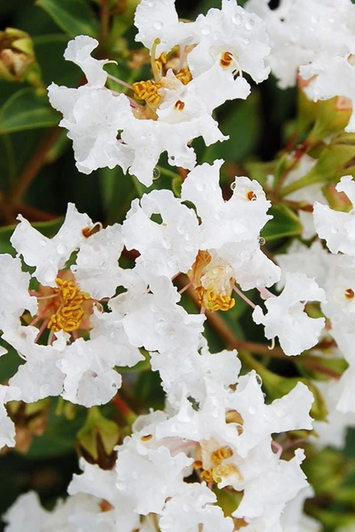 Diamond Dazzle Dwarf Crape Myrtle - 3 Gallon Pot 8 Diamond Dazzle Dwarf Crape Myrtle - 3 Gallon Pot - Image 6