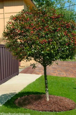 Mayhaw Tree (Crataegus Astivalis) - 5 Gallon Pot 15 Mayhaw Tree (Crataegus Astivalis) - 5 Gallon Pot -Plant Discount Store Crataegus aestivalis eastern mayhaw tree 10