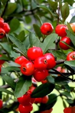 Mayhaw Tree (Crataegus Astivalis) - 5 Gallon Pot 20 Mayhaw Tree (Crataegus Astivalis) - 5 Gallon Pot -Plant Discount Store Crataegus aestivalis eastern mayhaw tree 3