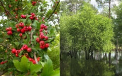 Mayhaw Tree (Crataegus Astivalis) - 5 Gallon Pot 17 Mayhaw Tree (Crataegus Astivalis) - 5 Gallon Pot -Plant Discount Store Crataegus aestivalis eastern mayhaw tree 4