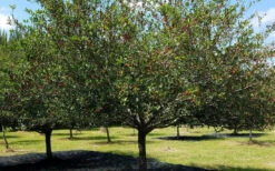 Mayhaw Tree (Crataegus Astivalis) - 5 Gallon Pot 19 Mayhaw Tree (Crataegus Astivalis) - 5 Gallon Pot -Plant Discount Store Crataegus aestivalis eastern mayhaw tree 5