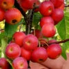 Mayhaw Tree (Crataegus Astivalis) - 5 Gallon Pot