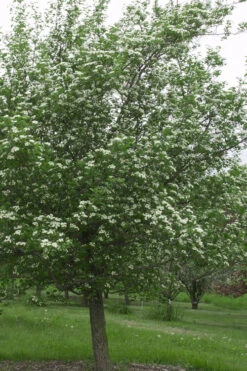 Mayhaw Tree (Crataegus Astivalis) - 5 Gallon Pot 16 Mayhaw Tree (Crataegus Astivalis) - 5 Gallon Pot -Plant Discount Store Crataegus aestivalis eastern mayhaw tree 9