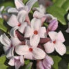 Eternal Fragrance Pink Summer Daphne - Daphne X Transatlantica 'BLAFRA' - 1 Gallon Pot -Plant Discount Store Daphne Eternal Fragrance 1