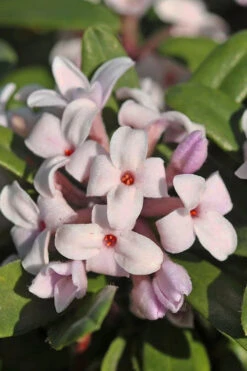 Eternal Fragrance Pink Summer Daphne - Daphne X Transatlantica 'BLAFRA' - 1 Gallon Pot